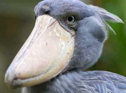 Zambia - Shoebill Safari